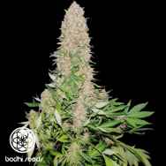 Bodhi Seeds Cherry Queen