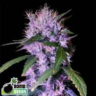 Bomb Seeds AUTO Berry Bomb