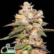 Bomb Seeds AUTO Big Bomb