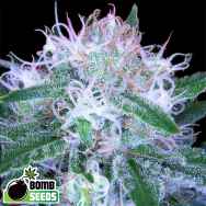 Bomb Seeds AUTO Bomb
