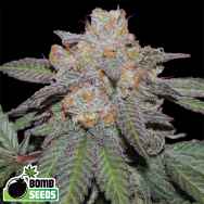 Bomb Seeds AUTO Cherry Bomb