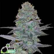 Bomb Seeds AUTO Cosmic Bomb
