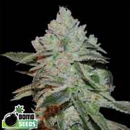 Bomb Seeds Atomic Bomb