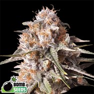 Bomb Seeds AUTO Baked Bomb