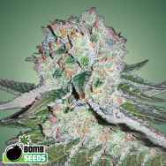 Bomb Seeds Banana Bomb