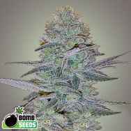 Bomb Seeds AUTO Cosmic Bomb