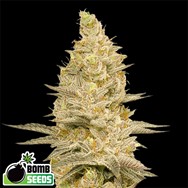 Bomb Seeds Glookie Bomb