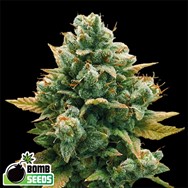 Bomb Seeds Godfather Bomb