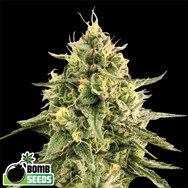 Bomb Seeds Monkey Bomb