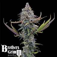 Brothers Grimm Seeds Apollo