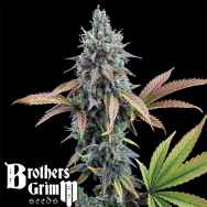 Brothers Grimm Seeds Cinderella 99