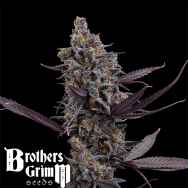 Brothers Grimm Seeds Cinderella Pineapple