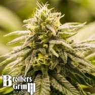 Brothers Grimm Seeds G13 Genius