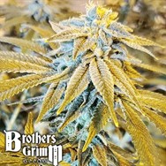 Brothers Grimm Seeds Grimm Glue