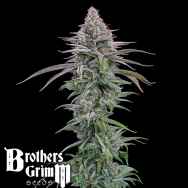 Brothers Grimm Seeds Grimm Mints