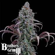 Brothers Grimm Seeds Rosetta Stone XX
