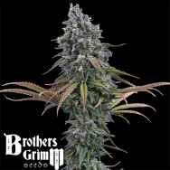 Brothers Grimm Seeds Space Queen