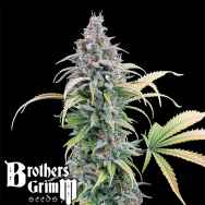 Brothers Grimm Seeds Thai Herer 99