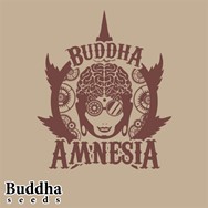Buddha Seeds Buddha Amnesia