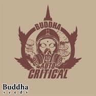 Buddha Seeds Buddha Critical Autoflowering
