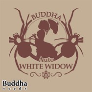 Buddha Seeds Buddha White Widow Autoflowering
