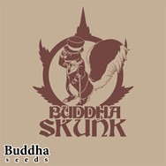 Buddha Seeds Buddha Skunk