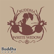 Buddha Seeds Buddha White Widow