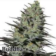 Buddha Seeds Morpheus