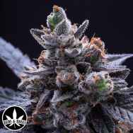 Buds and Roses Seeds Bubba Diagonal x Gelato 33