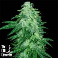 Cali Connection Seeds 22