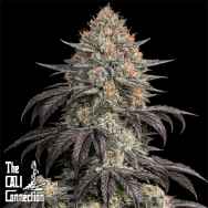 Cali Connection Seeds Black Kush