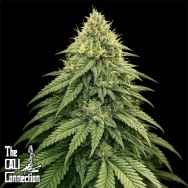 Cali Connection Seeds Boss Hogg