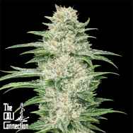 Cali Connection Seeds Buddha Tahoe OG