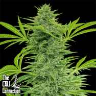 Cali Connection Seeds Clementine Slush