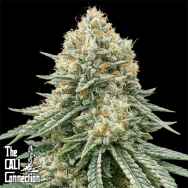 Cali Connection Seeds Corleone Kush