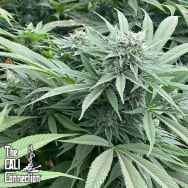 Cali Connection Seeds Delizie al Limone