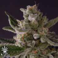 CannaVenture Seeds 91 Skunk D