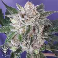 CannaVenture Seeds Black Raspberry Kush