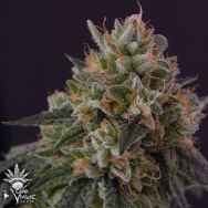 CannaVenture Seeds Pure Chem 91