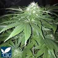 Cannabiogen Seeds Chapita de Michoacan