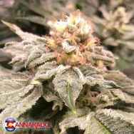 Cannarado Genetics Seeds Altar Bread