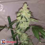 Cannarado Genetics Seeds Apple Sundae