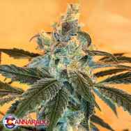 Cannarado Genetics Seeds Banana Sundae