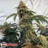 Cannarado Genetics Seeds Birthday Cake S1