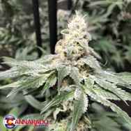 Cannarado Genetics Seeds Biscotti Cakes