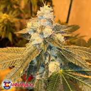 Cannarado Genetics Seeds Blueberry Sundae