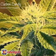 Cannarado Genetics Seeds Carbon Candy