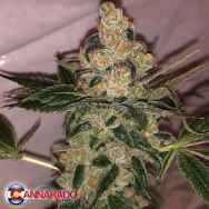 Cannarado Genetics Seeds Cookie Dough Sundae