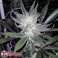 Cannarado Genetics Seeds Dubble Grape