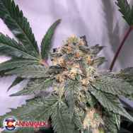 Cannarado Genetics Seeds Fresh Biscotti